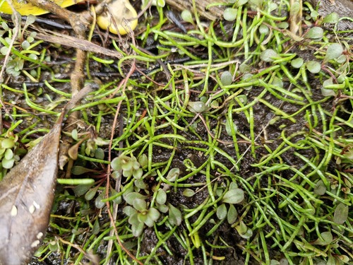 Lilaeopsis novae-zelandiae, 2026-10-19