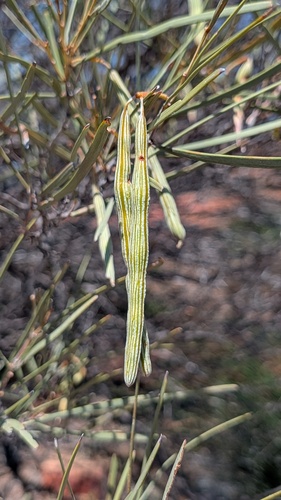 Acacia ramulosa observed 2026-09-24