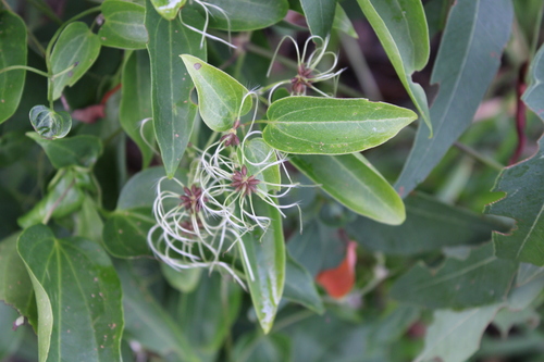 Clematis glycinoides observed 2026-10-19