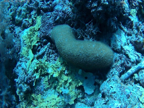 Polyphyllia talpina observed 2026-10-10