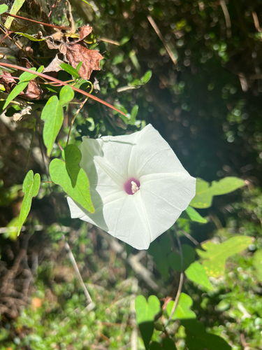 Ipomoea pandurata, 2026-10-17