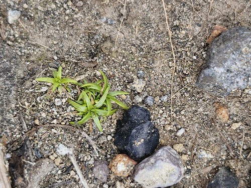Colobanthus observed 2026-10-19