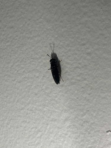Black Soldier Fly