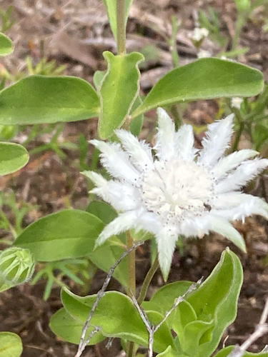 Actinotus leucocephalus, 2026-10-18