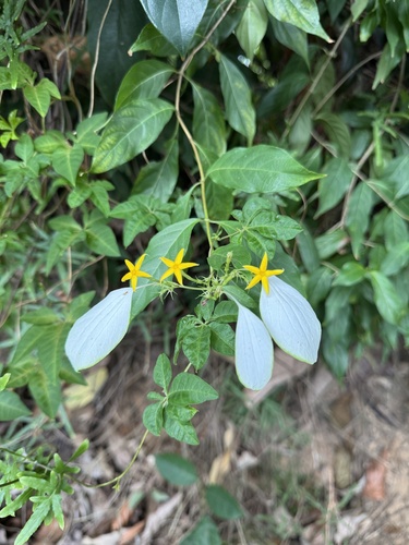 Mussaenda parviflora observed 2026-10-19