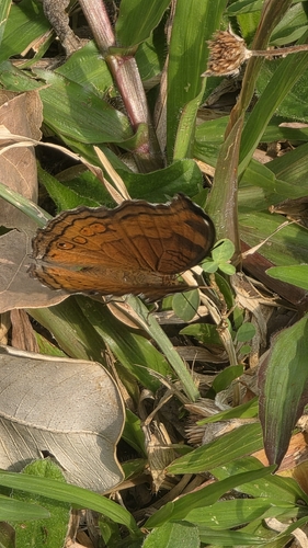 Junonia hedonia