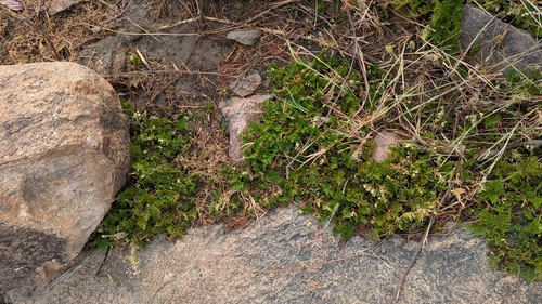 Bryopteris observed 2026-10-18