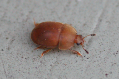 Cychramus luteus