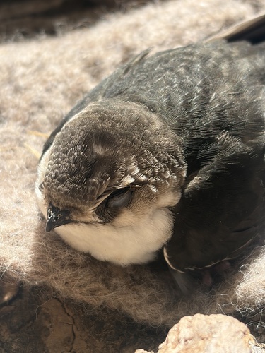White-throated Swift