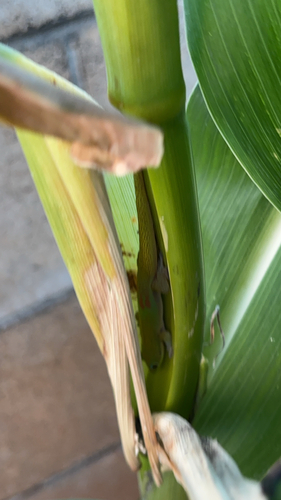 Phelsuma laticauda observed 2026-10-18