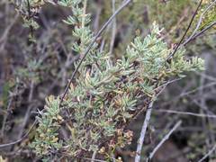 Eriogonum fasciculatum fasciculatum