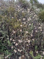 Eriogonum fasciculatum fasciculatum