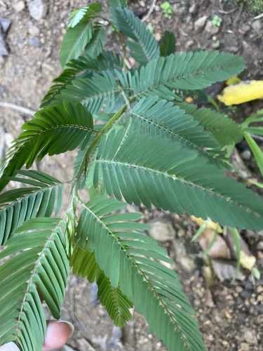 Chamaecrista nictitans observed 2026-10-18