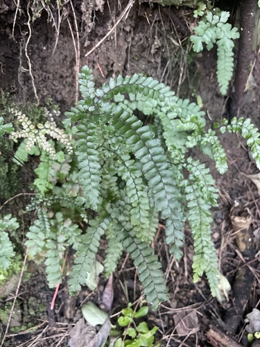 Adiantum hispidulum, 2026-10-18