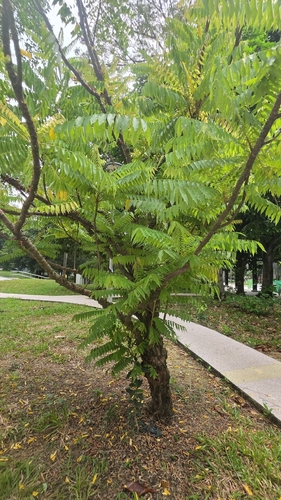 Averrhoa bilimbi observed 2026-10-19