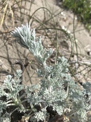 Artemisia pycnocephala