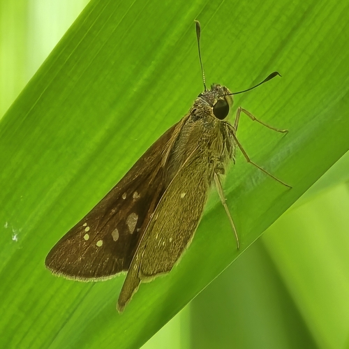 Pelopidas agna