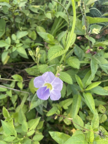 Asystasia gangetica observed 2026-10-18