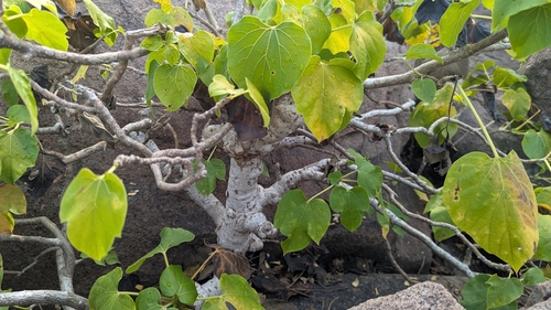 Gyrocarpus americanus observed 2026-10-18