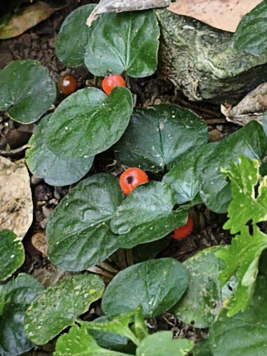 Geophila herbacea observed 2026-10-19