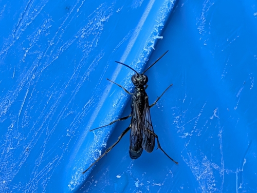 Chalybion bengalense observed 2026-10-19