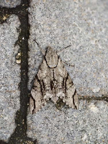 Plain grey hawkmoth
