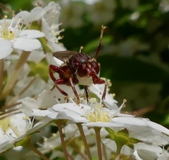 Myopa clausa