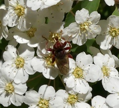 Myopa clausa