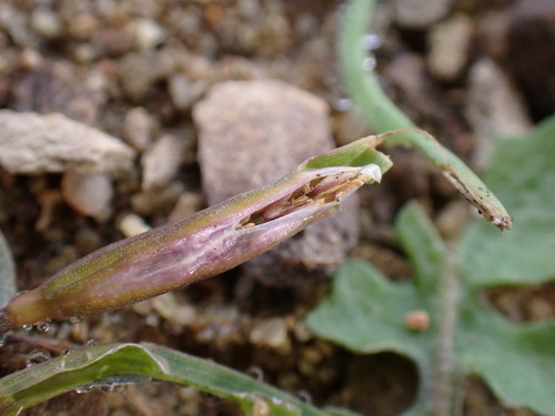 Coleanthus subtilis observed 2026-10-18