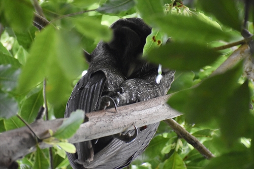 Tyto tenebricosa, 2026-08-28