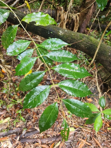 Olea paniculata observed 2026-10-19