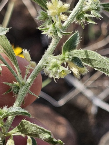 Argythamnia serrata