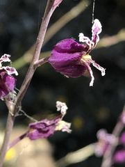 Streptanthus glandulosus glandulosus