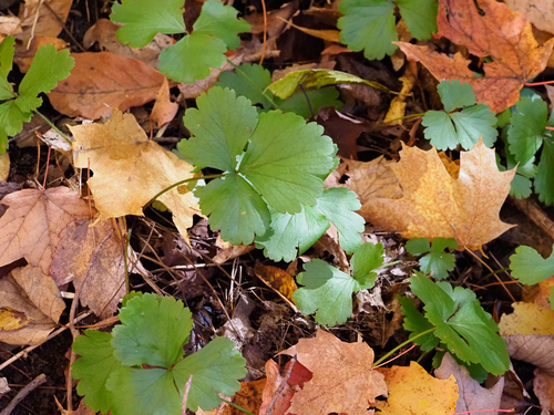 Geum fragarioides observed 2026-10-17