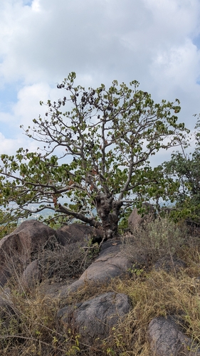 Gyrocarpus americanus observed 2026-10-18