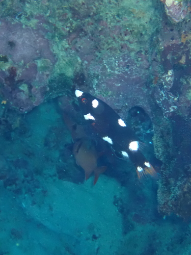 Bodianus axillaris observed 2026-10-14