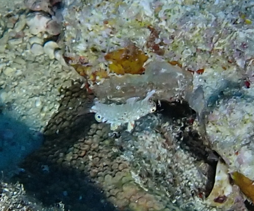 Macropharyngodon meleagris observed 2026-10-14