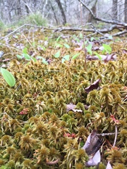 Sphagnum flavicomans
