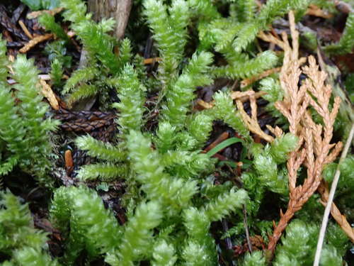 Rhytidiopsis robusta, 2026-10-18