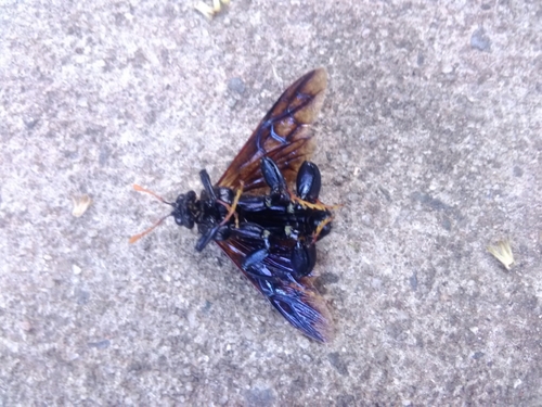 Cimbex americanus