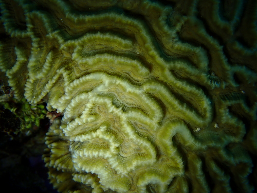 Oulophyllia observed 2026-10-14