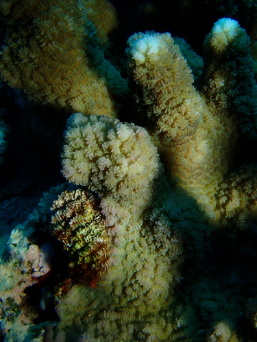 Merulina cylindrica observed 2026-10-14