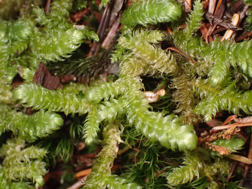 Rhytidiopsis robusta, 2026-10-18