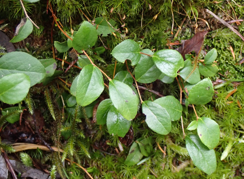 Gaultheria ovatifolia observed 2026-10-18