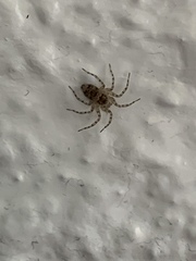 Oecobius