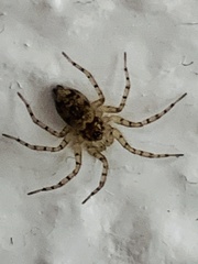 Oecobius
