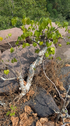 Gyrocarpus americanus observed 2026-10-18