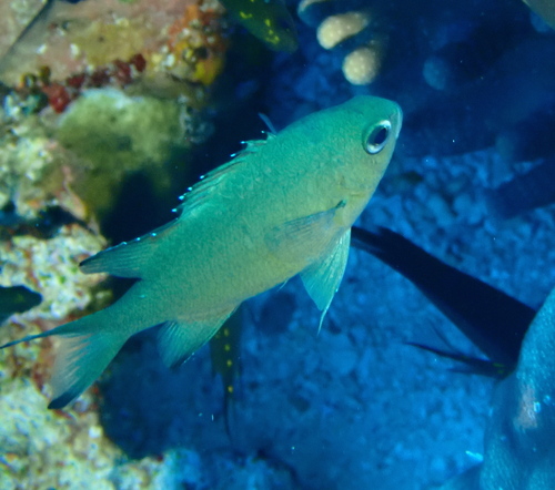 Chromis lepidolepis observed 2026-10-14