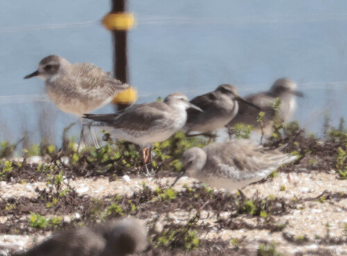 iNaturalist image
