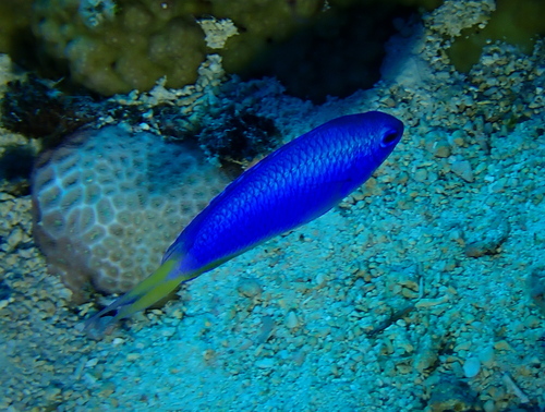 Pomacentrus coelestis observed 2026-10-14